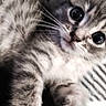 kitten, cat, gray_tabby, close_up, cute, fur, whiskers, eyes, pet, animal, striped, soft, young, laying, domestic_cat, feline, portrait, indoor, curious, adorable