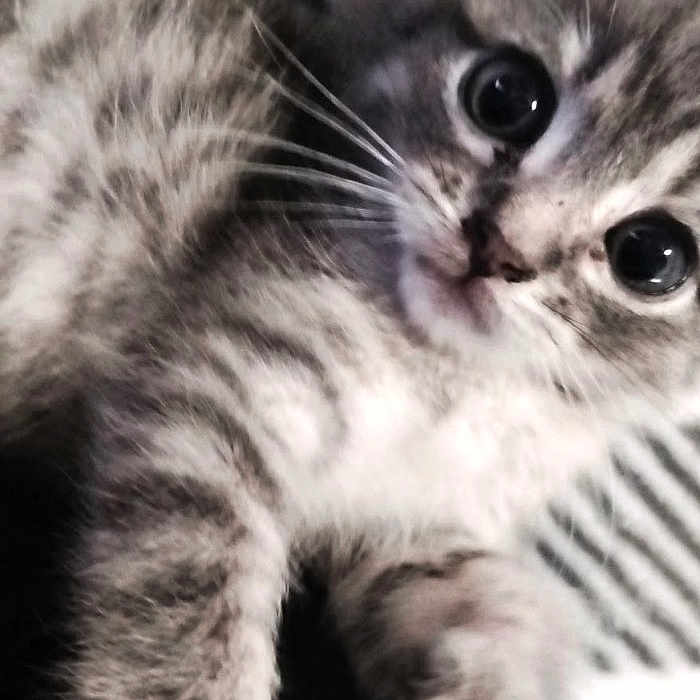 Tate is registered to the contest to win money with this photo: kitten, cat, gray_tabby, close_up, cute, fur, whiskers, eyes, pet, animal, striped, soft, young, laying, domestic_cat, feline, portrait, indoor, curious, adorable