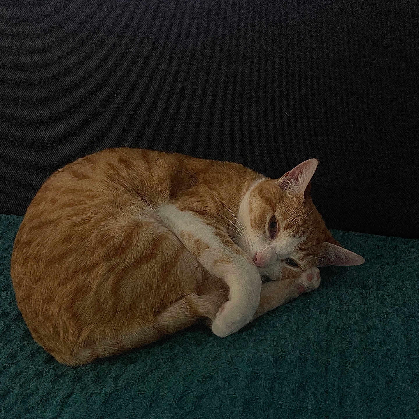 Kookie participe au concours pour gagner de l'argent avec cette photo : abyssinian, angora, animal, blanket, cat, egyptiancat, furniture, hardwood, kitten, manx, person, pet, sleeping, stainedwood, wood