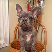 Sia joined the competition — help win amazing prizes! animal, basket, brown, chair, collar, cute, dog, ears, french_bulldog, furniture, household, indoor, kitchen_utensils, looking, pet, portrait, puppy, sitting, white_patch, wood