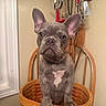 animal, basket, brown, chair, collar, cute, dog, ears, french_bulldog, furniture, household, indoor, kitchen_utensils, looking, pet, portrait, puppy, sitting, white_patch, wood