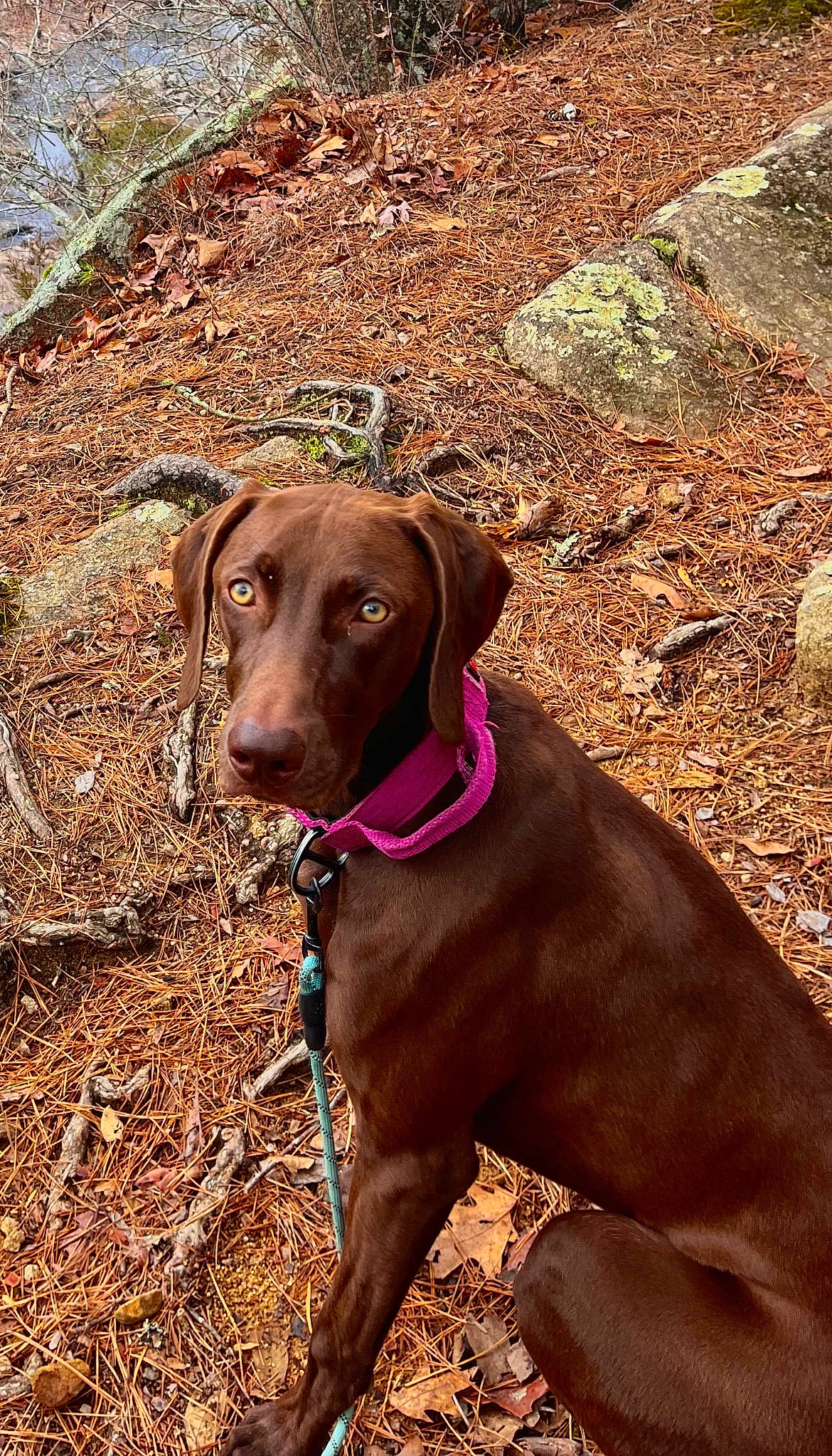 Opal is registered to the contest to win money with this photo: brown, carnivore, collar, companion_dog, dog, dog_breed, dog_collar, fawn, german_shorthaired_pointer, gun_dog, hunting_dog, liver, pet_supply, plant, snout, soil, sporting_group, wood, working_animal, working_dog
