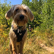 Vanille a rejoint le concours — aidez-le/la à gagner de superbes lots ! dog, animal, outdoor, forest, nature, hiking, rock, pet, canine, sunlight, tree, grass, person, harness, blue_sky, summer, walking_path, fur, leisure, adventure
