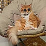 animal, cat, chair, cozy, cushion, cute, domestic_cat, feline, fluffy_tail, furniture, home, indoor, lazy, mammal, orange_cat, pet, portrait, relaxed, sitting, sunglasses