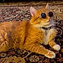 accessory, animal, bell, carpet, cat, collar, cool, cute, domestic_cat, feline, fluffy, indoor, lying_down, orange_cat, patterned_rug, paws, pet, relaxed, sunglasses, whiskers