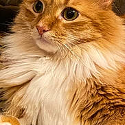 Blitz joined the competition — help win amazing prizes! animal, carpet, cat, close_up, cute, domestic, ears, feline, fluffy, fur, indoor, laying_down, long_hair, mammal, nose, orange_cat, paw, pet, relaxed, whiskers