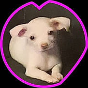 Lyla is registered to the contest to win money with this photo: puppy, dog, white_dog, pet, animal, cute, lying_down, heart_shape, pink_border, indoor, young_dog, small_dog, ears, nose, paws, looking_at_camera, close_up, portrait, soft_focus, adorable
