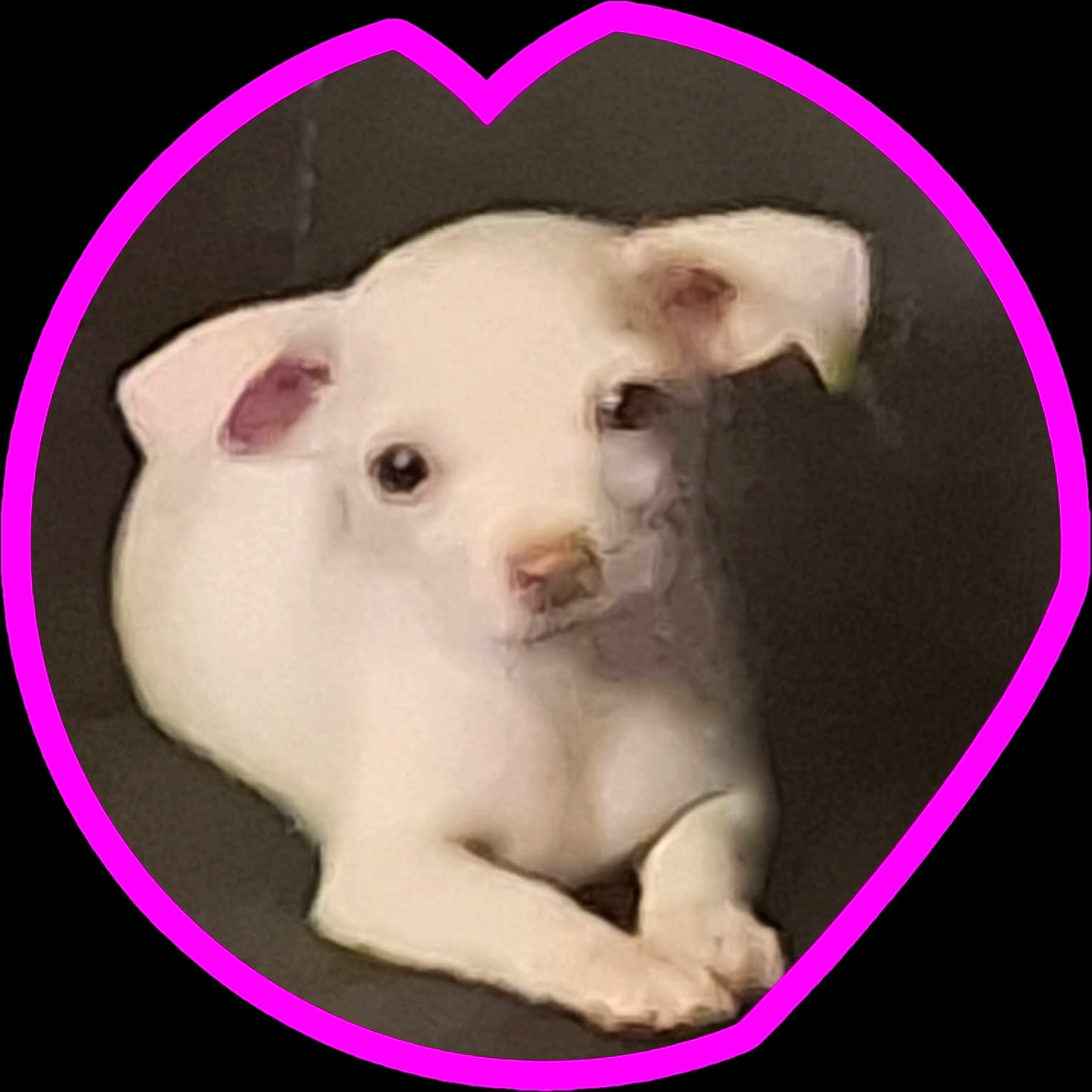 Lyla is registered to the contest to win money with this photo: adorable, animal, close_up, cute, dog, ears, heart_shape, indoor, looking_at_camera, lying_down, nose, paws, pet, pink_border, portrait, puppy, small_dog, soft_focus, white_dog, young_dog