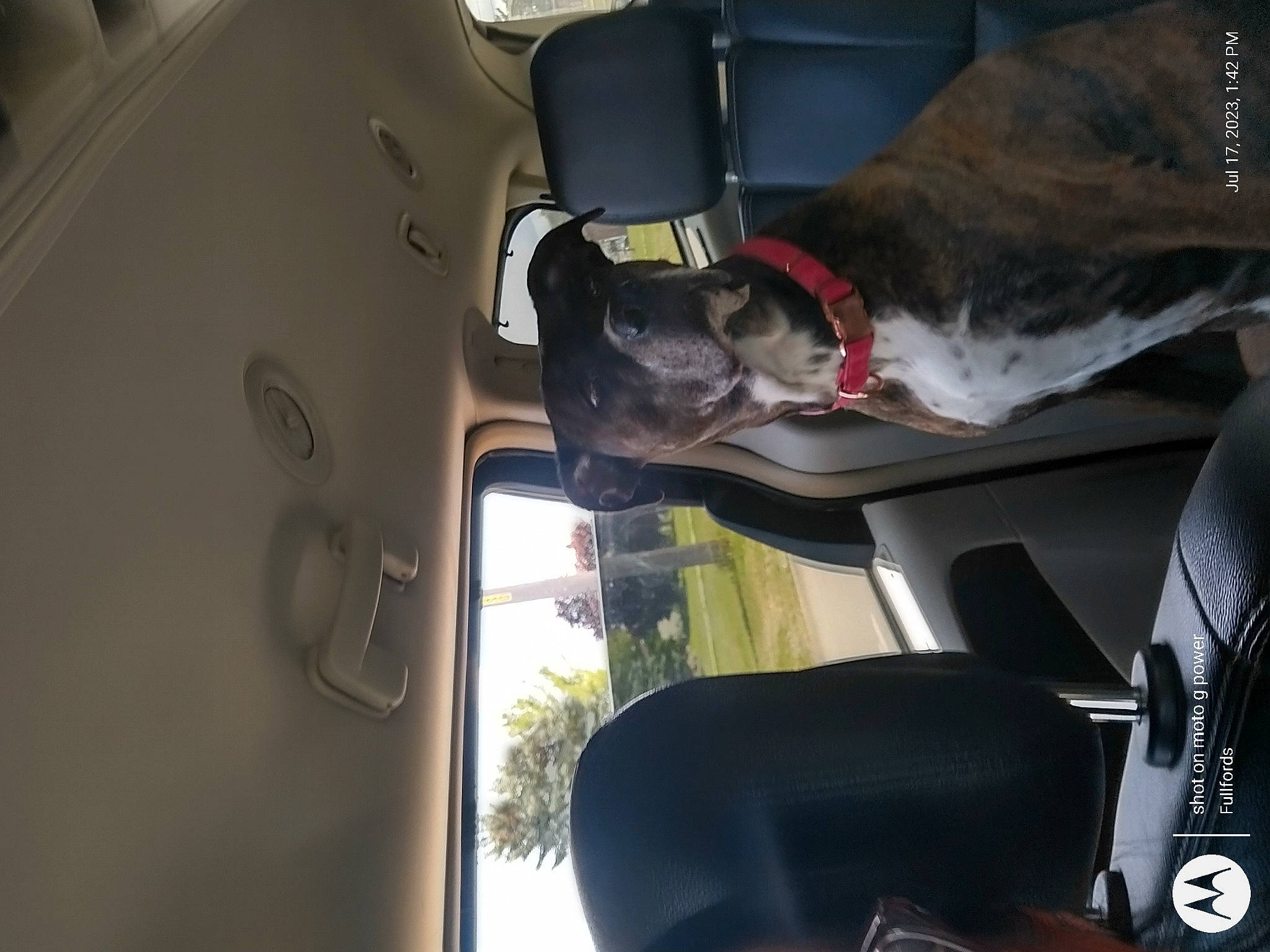 Bella Mae is registered to the contest to win money with this photo: auto_part, automotive_design, automotive_exterior, automotive_mirror, automotive_window_part, car_seat, car_seat_cover, dog, family_car, glass, head_restraint, luxury_vehicle, mode_of_transport, motor_vehicle, personal_luxury_car, steering_part, vehicle, vehicle_door, window, windshield