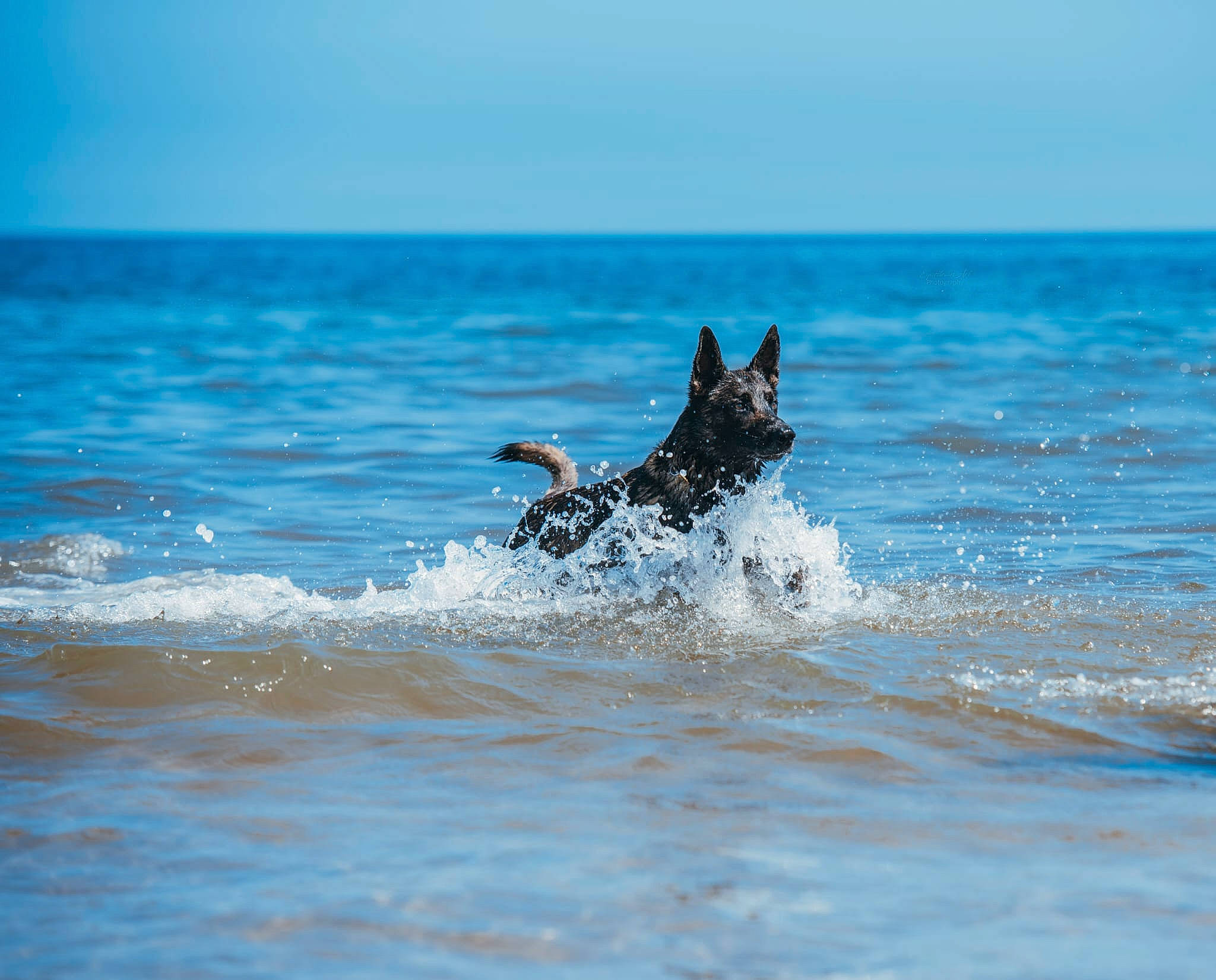 Rip is registered to the contest to win money with this photo: beach, blue, canidae, carnivore, dog, dog_breed, guard_dog, horizon, lake, ocean, sky, sporting_group, tail, water, wave, wildlife, wind, wind_wave, working_animal, working_dog