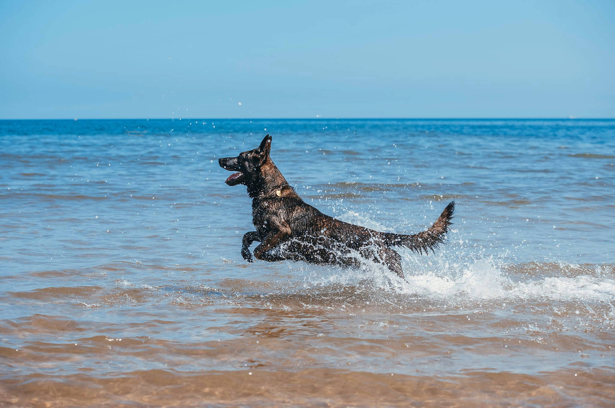 Rip joined the competition — help win amazing prizes! beach, dog, dog_breed, guard_dog, horizon, lake, marine_mammal, ocean, sky, sporting_group, tide, water, wave, wildlife, wind, wind_wave, wood, working_animal, working_dog