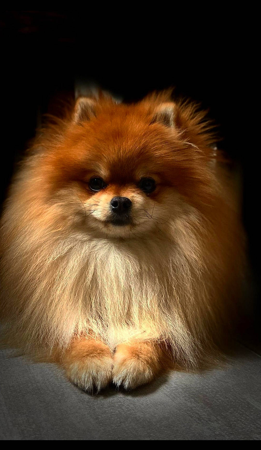 Popcorn participe au concours pour gagner de l'argent avec cette photo : canidae, carnivore, companion_dog, dog, dog_breed, fawn, fur, german_spitz, liver, non_sporting_group, snout, spitz, sporting_group, terrestrial_animal, toy_dog, whiskers, wildlife, working_animal