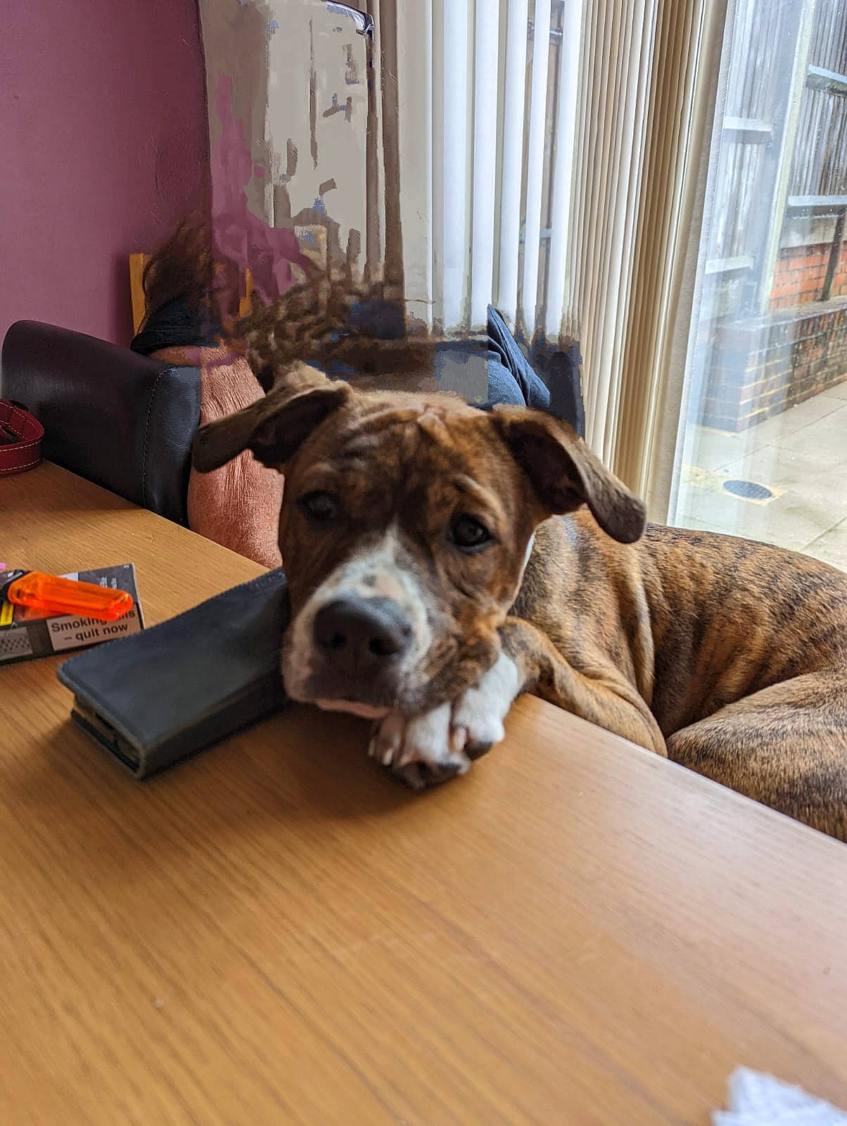 Cybil joined the competition — help win amazing prizes! carnivore, comfort, companion_dog, couch, dog, dog_breed, fawn, floor, flooring, furniture, hardwood, laminate_flooring, living_room, room, table, whiskers, wood, wood_flooring, wood_stain, working_animal