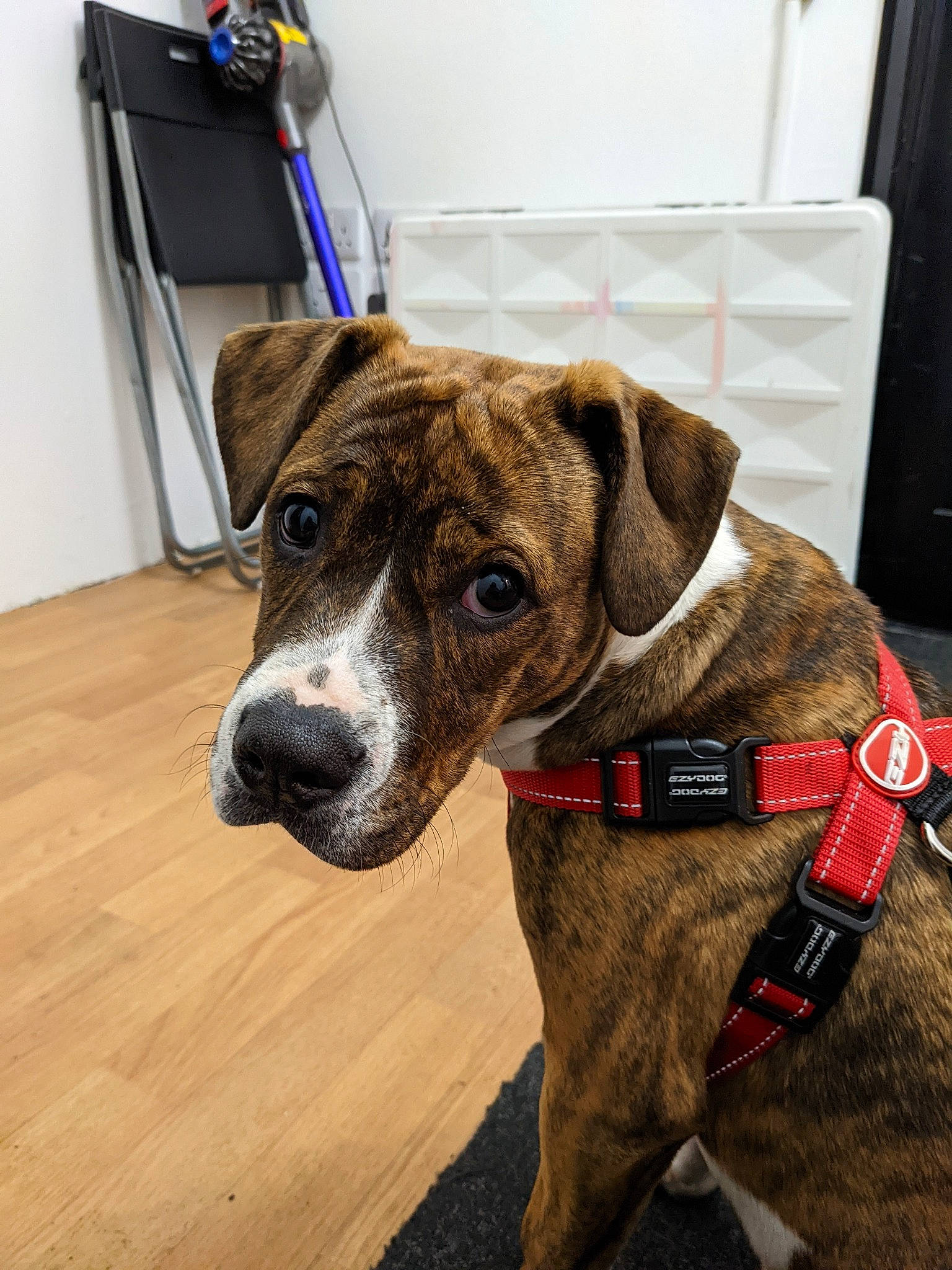 Cybil joined the competition — help win amazing prizes! carnivore, collar, companion_dog, curtain, dog, dog_breed, dog_collar, dog_supply, fawn, flooring, fur, guard_dog, hardwood, leash, liver, pet_supply, sporting_group, whiskers, wood, working_animal