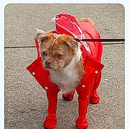 Riley joined the competition — help win amazing prizes! animal, apparel, canine, concrete, cute, daytime, dog, expression, front_view, fur, leash, outdoor, pet, rain_boots, raincoat, red_clothing, small_dog, standing, walking, weather_protection