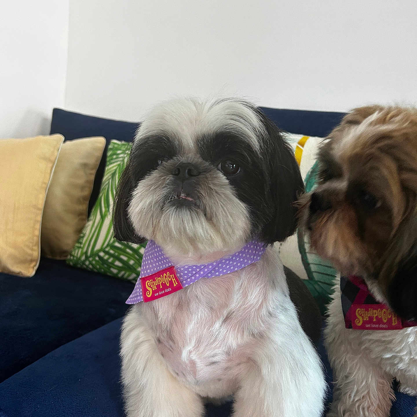 Lazslo participe au concours pour gagner de l'argent avec cette photo : animal, bandana, closeup, companion, couch, cute, dog, domestic_animal, fluffy_fur, fur, home, indoor, pet, pillows, relaxed, shih_tzu, sitting, small_dog, sniffing, two_dogs
