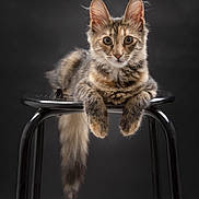 Ever participe au concours pour gagner de l'argent avec cette photo : animal, black_stool, cat, curious, cute, domestic_cat, ears, feline, fluffy, fur, indoor, kitten, looking, pet, portrait, sitting, stool, tail, whiskers, young