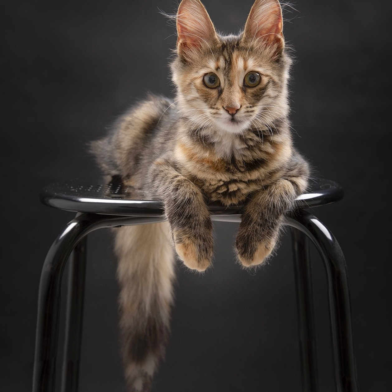Ever participe au concours pour gagner de l'argent avec cette photo : animal, black_stool, cat, curious, cute, domestic_cat, ears, feline, fluffy, fur, indoor, kitten, looking, pet, portrait, sitting, stool, tail, whiskers, young