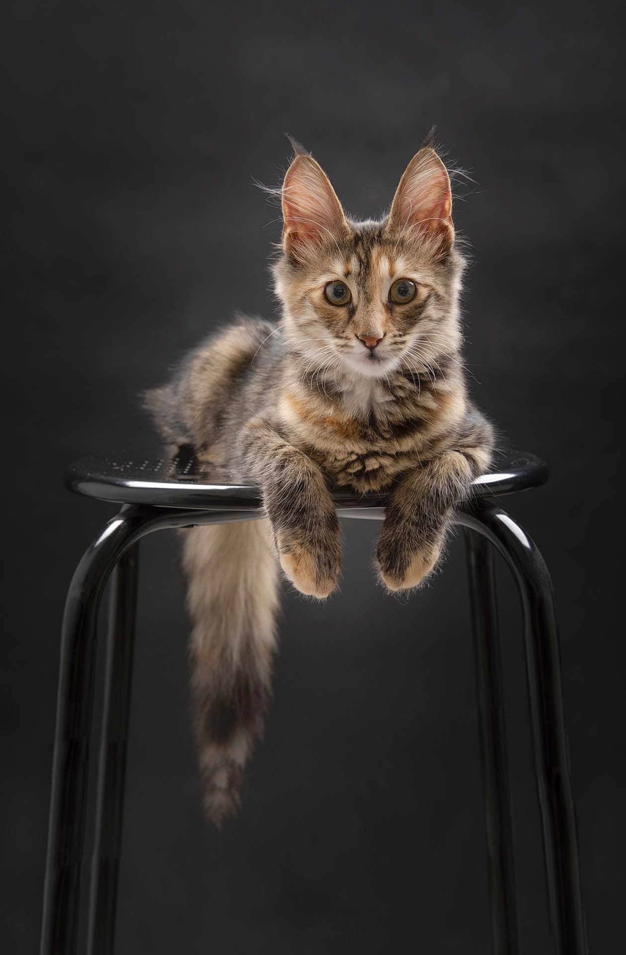 Ever participe au concours pour gagner de l'argent avec cette photo : animal, black_stool, cat, curious, cute, domestic_cat, ears, feline, fluffy, fur, indoor, kitten, looking, pet, portrait, sitting, stool, tail, whiskers, young