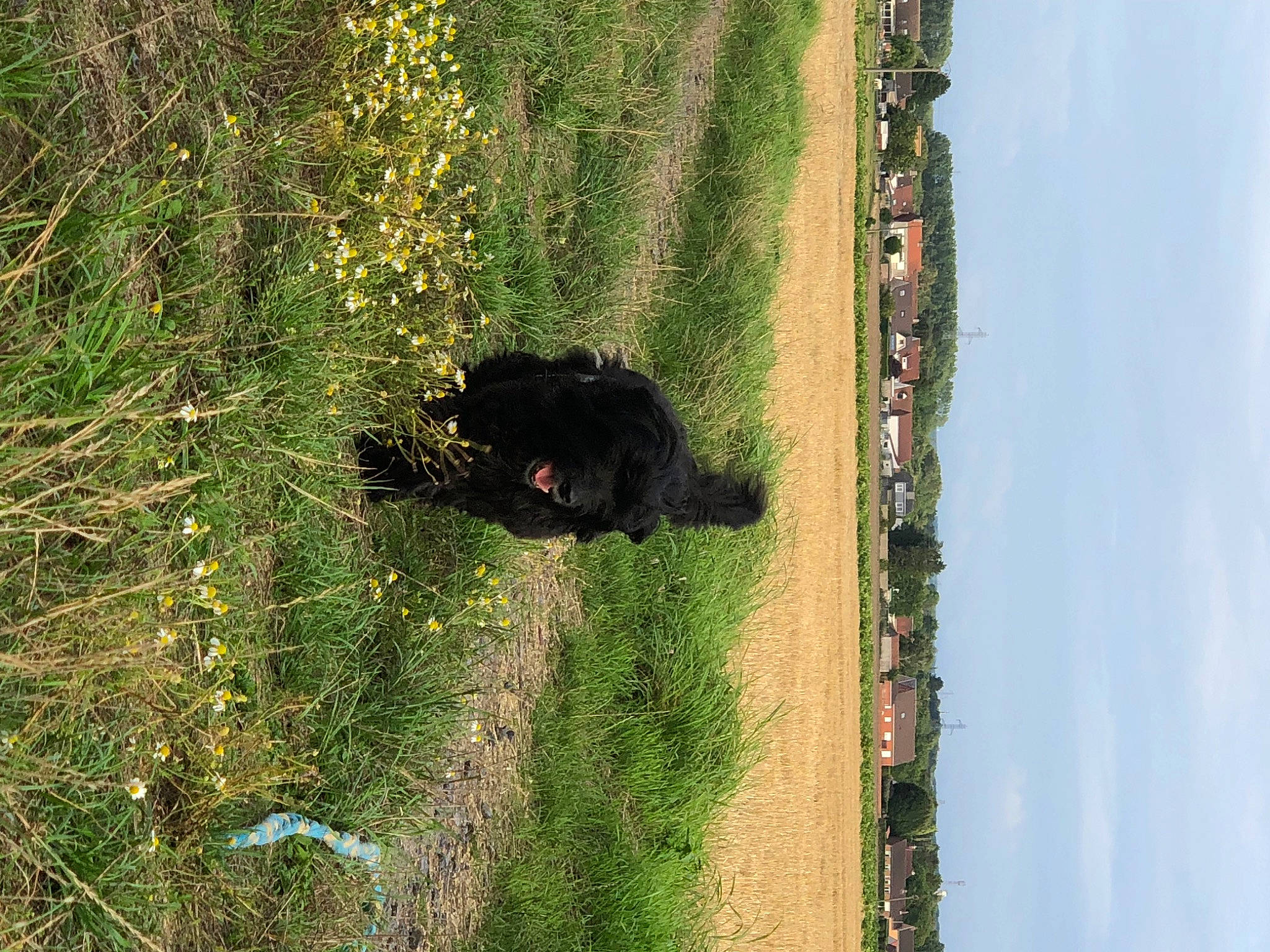 Rihanna a rejoint le concours — aidez-le/la à gagner de superbes lots ! american_black_bear, canidae, carnivore, forest, grass, landscape, natural_landscape, plant, shadow, shrub, sky, slope, soil, sporting_group, tail, terrestrial_animal, tree, trunk, wildlife, wood