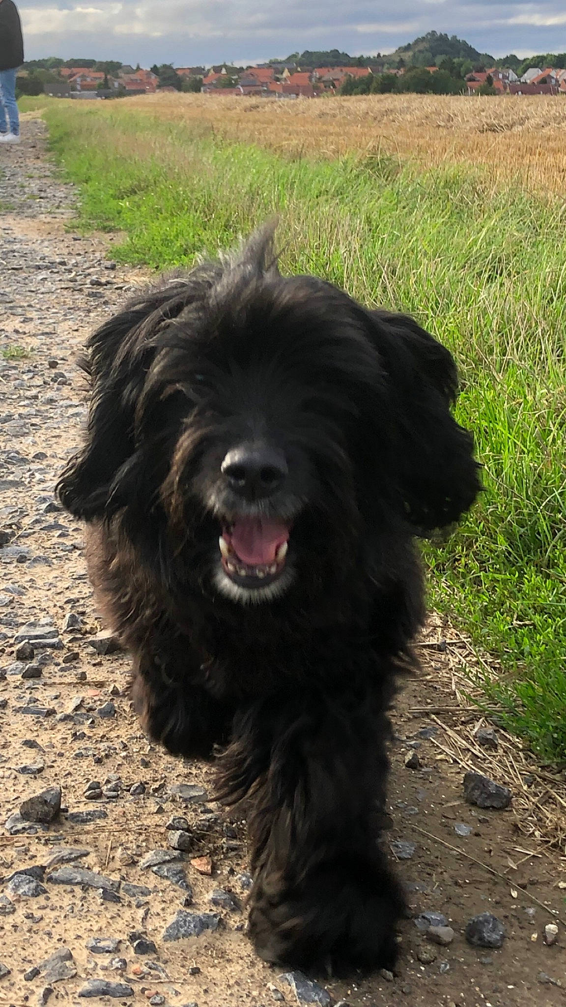 Rihanna a rejoint le concours — aidez-le/la à gagner de superbes lots ! biting, canidae, carnivore, companion_dog, dog, dog_breed, fur, grass, grassland, liver, plant, small_terrier, snout, soil, sporting_group, terrestrial_animal, terrier, water_dog, working_animal, working_dog