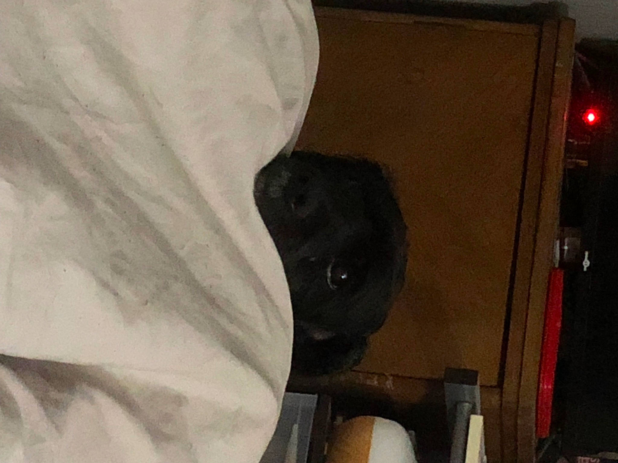 Rihanna participe au concours pour gagner de l'argent avec cette photo : art, audio_equipment, auto_part, automotive_exterior, automotive_tire, automotive_wheel_system, bumper, fur, gas, loudspeaker, room, sculpture, snout, vehicle_door, visual_arts