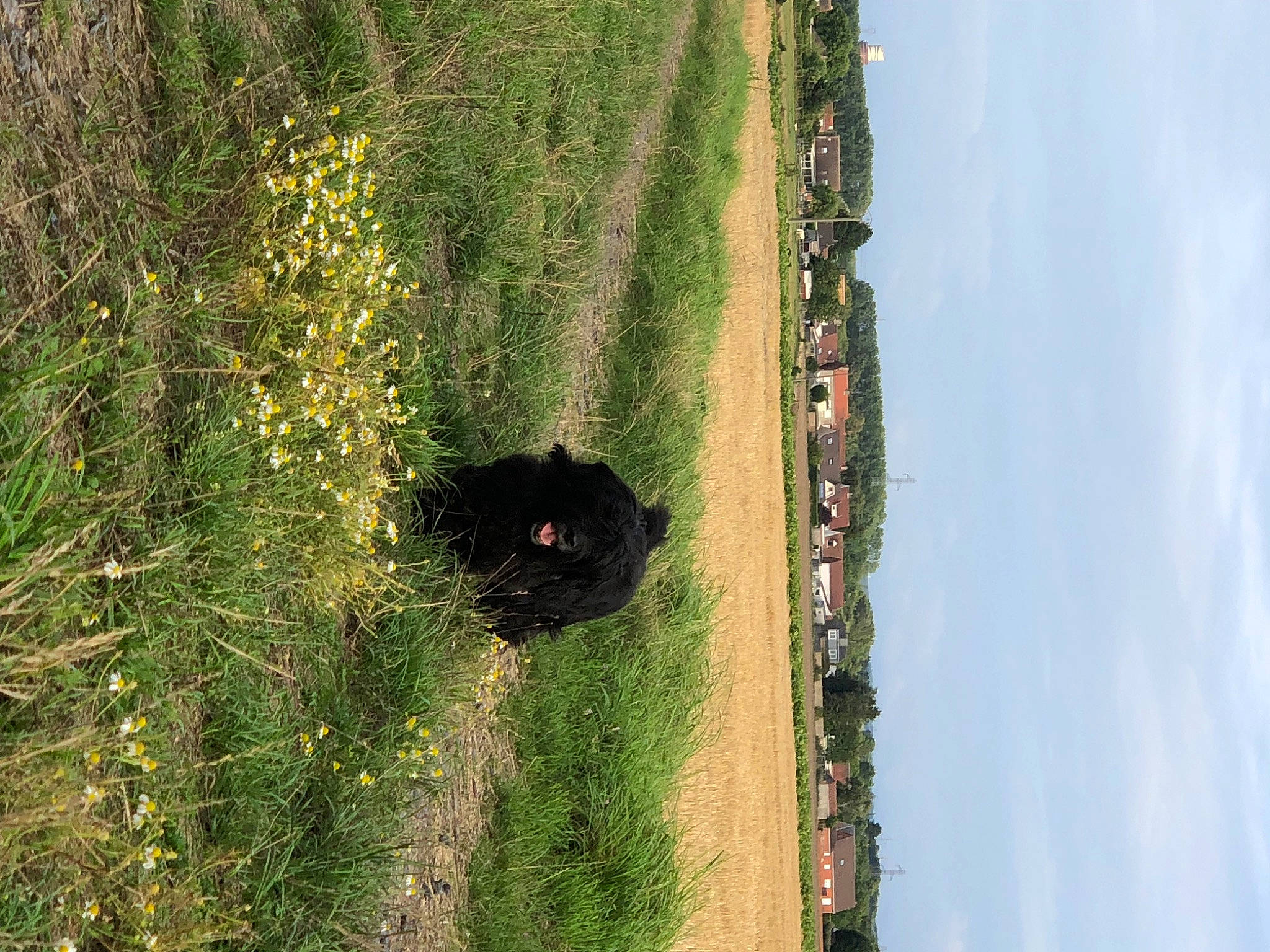 Rihanna a rejoint le concours — aidez-le/la à gagner de superbes lots ! aerial_photography, cloud, field, flower, forest, grass, grassland, landscape, natural_landscape, pasture, plant, plant_stem, shrub, sky, terrestrial_animal, terrestrial_plant, tree, trunk, wildlife, wood