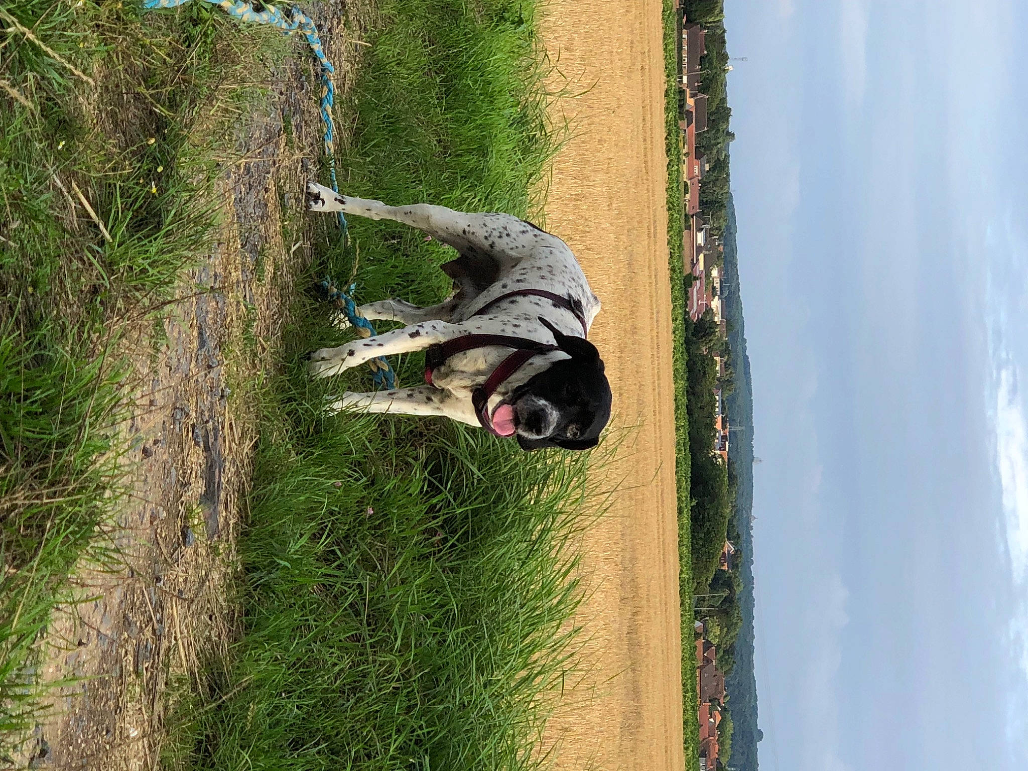 Nelsa participe au concours pour gagner de l'argent avec cette photo : carnivore, cloud, dog, dog_breed, grass, landscape, lawn, palm_tree, pet_supply, plant, sky, soil, sporting_group, tail, tree, trunk, water, wildlife, window, wood