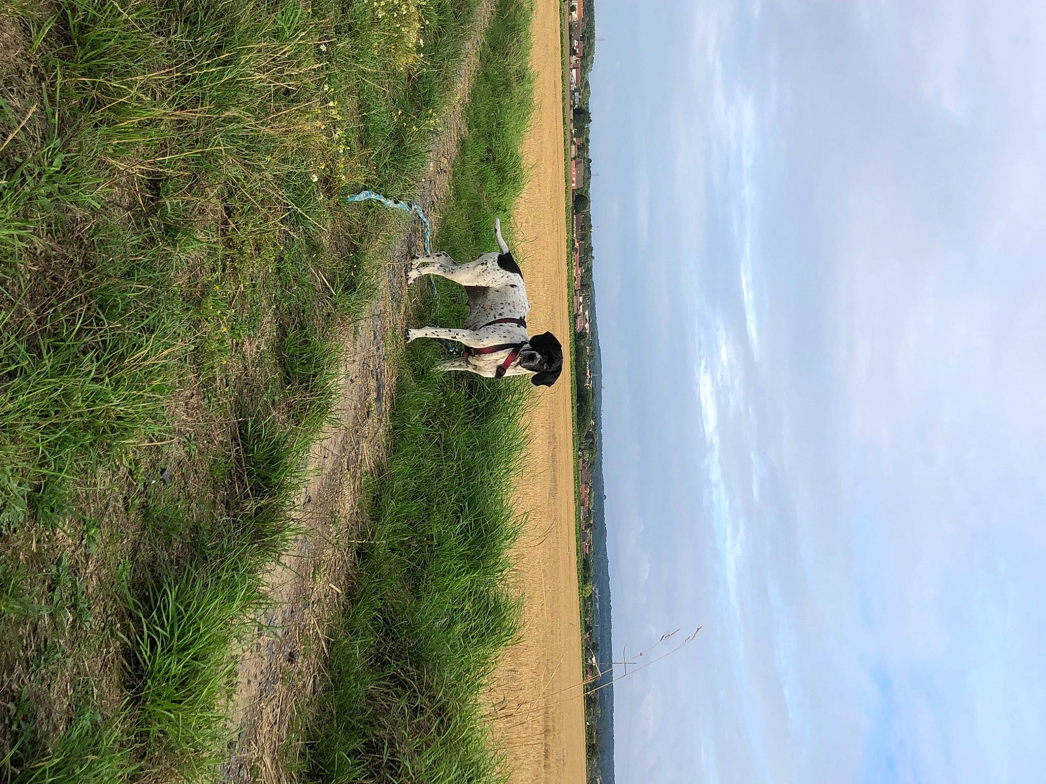 Nelsa participe au concours pour gagner de l'argent avec cette photo : adventure, aerial_photography, air_sports, birds_eye_view, cloud, ecoregion, extreme_sport, field, grass, grassland, landscape, plant, road, shadow, sky, slope, soil, tree, water, wood