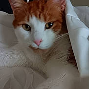 Kiki joined the competition — help win amazing prizes! animal, bed, blanket, cat, closeup, cozy, cute, domestic_cat, ears, face, fur, indoor, orange_cat, pet, relaxed, resting, sleepy, soft, whiskers, white_cat