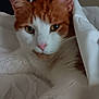 animal, bed, blanket, cat, closeup, cozy, cute, domestic_cat, ears, face, fur, indoor, orange_cat, pet, relaxed, resting, sleepy, soft, whiskers, white_cat