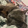 Bug joined the competition — help win amazing prizes! cat, sleeping, gray_fur, close_up, bed, blanket, patterned_blanket, indoor, cozy, whiskers, fur, ear, resting, domestic_animal, pet, soft_texture, relaxation, comfort, animal, mammal