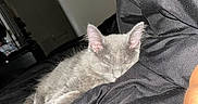 Bug is registered to the contest to win money with this photo: kitten, gray_cat, sleeping, black_blanket, bedroom, indoor, cozy, pet, nap, feline, fur, resting, domestic_animal, soft, cute, animal, quiet, relaxing, comfort, home