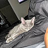 kitten, gray_cat, sleeping, black_blanket, bedroom, indoor, cozy, pet, nap, feline, fur, resting, domestic_animal, soft, cute, animal, quiet, relaxing, comfort, home