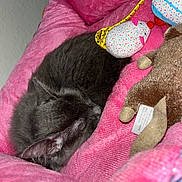 Bug is registered to the contest to win money with this photo: cat, sleeping, gray_cat, pet, plush_bed, pink, soft_toys, stuffed_animal, cozy, indoor, resting, fur, animal, cute, comfort, relaxation, closeup, domestic_cat, napping, bed