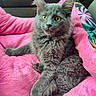 kitten, gray_cat, pet, feline, young_cat, fur, whiskers, yellow_eyes, pink_blanket, soft_texture, indoor, cute, relaxed, animal, domestic_cat, cozy, closeup, resting, curious, comfortable