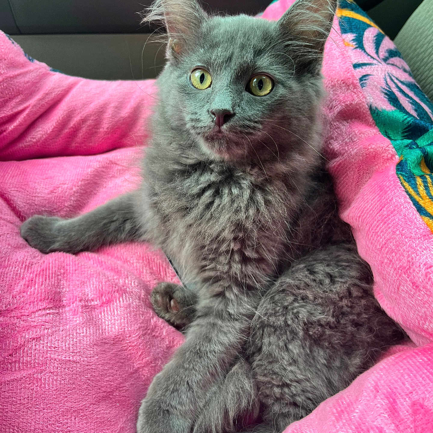 Bug is registered to the contest to win money with this photo: kitten, gray_cat, pet, feline, young_cat, fur, whiskers, yellow_eyes, pink_blanket, soft_texture, indoor, cute, relaxed, animal, domestic_cat, cozy, closeup, resting, curious, comfortable