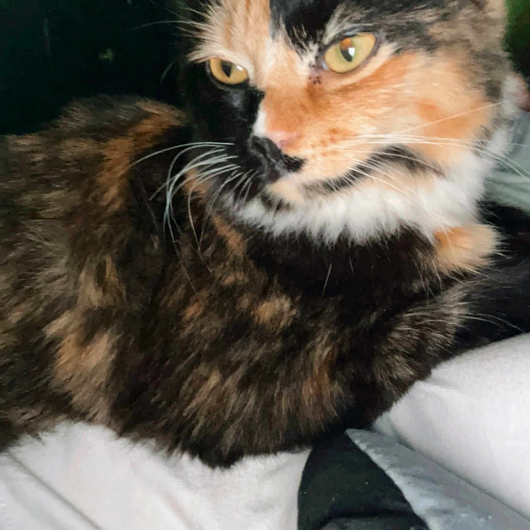 Bella is registered to the contest to win money with this photo: animal, bed, blanket, calico, cat, close_up, comfort, cozy, domestic, ears, feline, fur, indoor, mammal, pet, portrait, relaxed, resting, whiskers, yellow_eyes