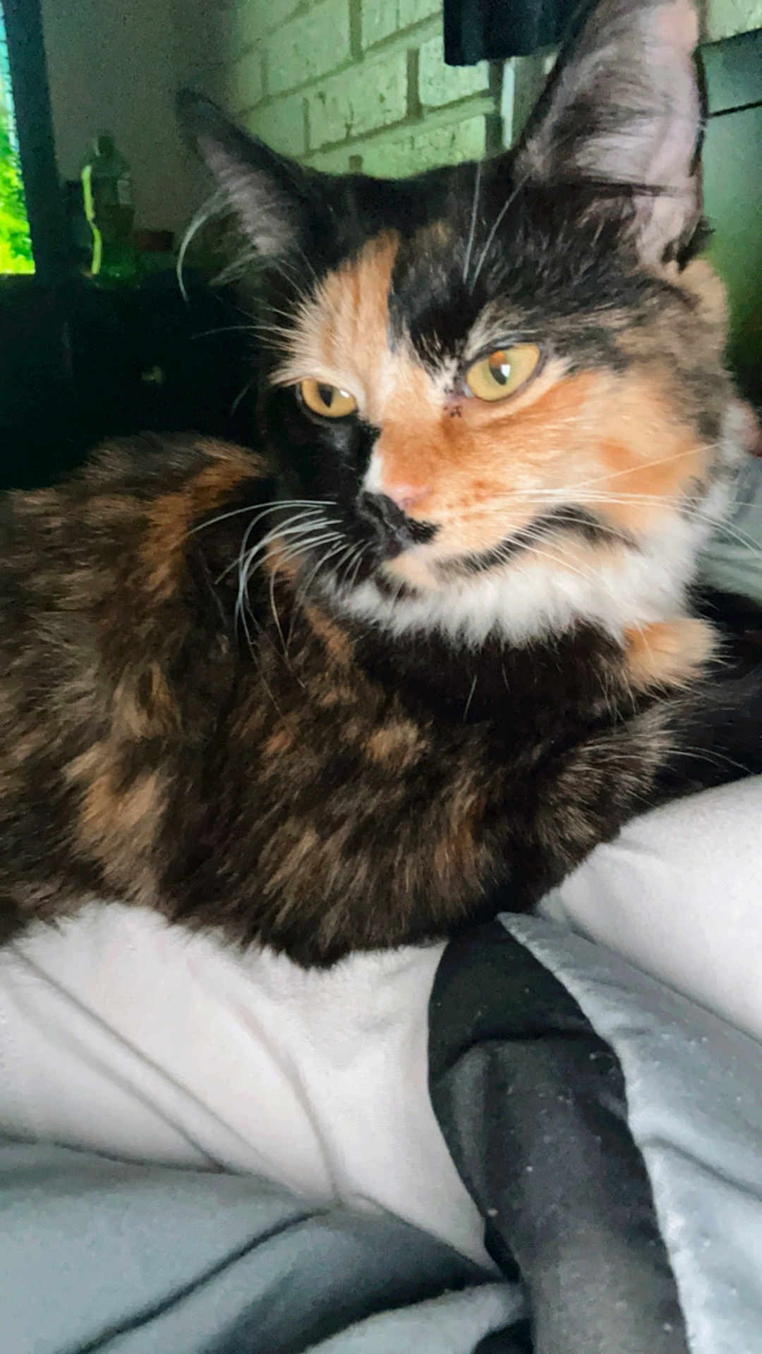 Bella is registered to the contest to win money with this photo: cat, calico, pet, feline, animal, close_up, bed, blanket, indoor, resting, fur, whiskers, ears, yellow_eyes, cozy, domestic, mammal, comfort, portrait, relaxed