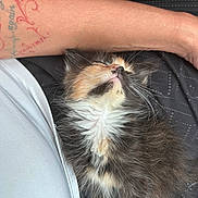 Bella is registered to the contest to win money with this photo: kitten, cat, animal, furry, pet, sleeping, resting, tattoo, arm, human, clothing, white_shirt, black_background, closeup, fur, whiskers, cute, small, indoor, comfort