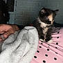 Bella is registered to the contest to win money with this photo: kitten, calico, cat, pink_blanket, polka_dots, white_towel, hand, brick_wall, indoor, pet, cute, small, feline, animal, resting, cozy, soft_texture, closeup, domestic, young