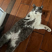 Luka joined the competition — help win amazing prizes! cat, fluffy, gray_and_white, long_hair, pet, animal, lying_down, wooden_floor, indoor, portrait, whiskers, green_eyes, paws, relaxed, playful, fur, dramatic_pose, home, floorboards, photography
