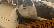 Luka joined the competition — help win amazing prizes! cat, feline, gray_and_white, fluffy, long_hair, pet, animal, sitting, lying_down, cardboard_box, box, kitchen, table, window, curtains, chair, bottles, indoor, portrait, cute