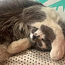 Luka joined the competition — help win amazing prizes! cat, pet, furry, fluffy, sleeping, napping, relaxed, paws, face, whiskers, brown_and_white, long_hair, cushion, patterned_fabric, indoor, home, curtains, cute, resting, portrait