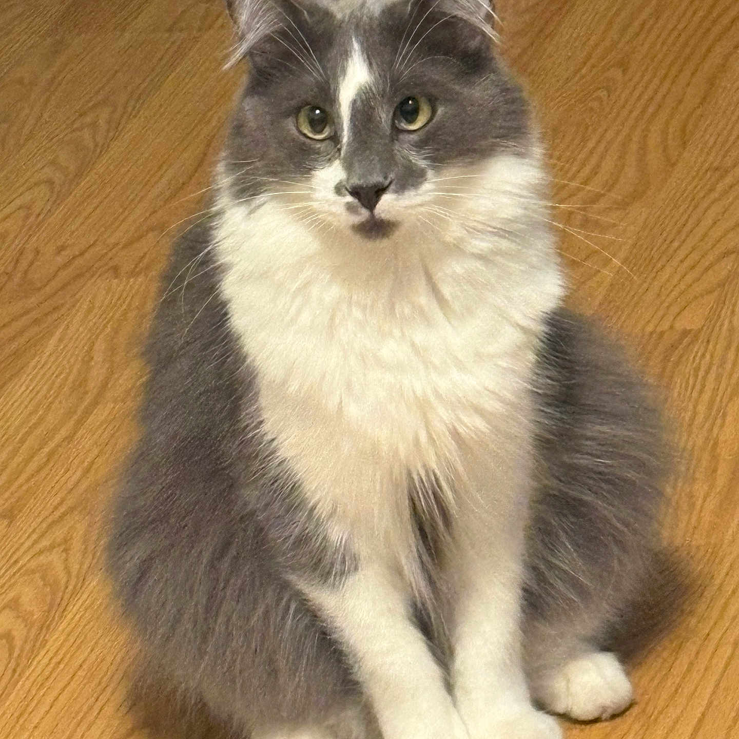 Luka