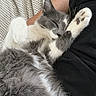 Luka is registered to the contest to win money with this photo: cat, kitten, gray_and_white, fluffy, sleeping, relaxed, lounging, upside_down, paws, pink_paw_pads, fur, pet, lap, person, indoor, cuddling, patterned_fabric, cozy, close_up, portrait