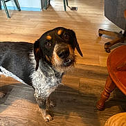 Shadow is registered to the contest to win money with this photo: dog, indoor, wooden_floor, brown, black, white, curious, pet, canine, furniture, chair, table, flooring, domestic, animal, looking_up, ears, snout, legs, house