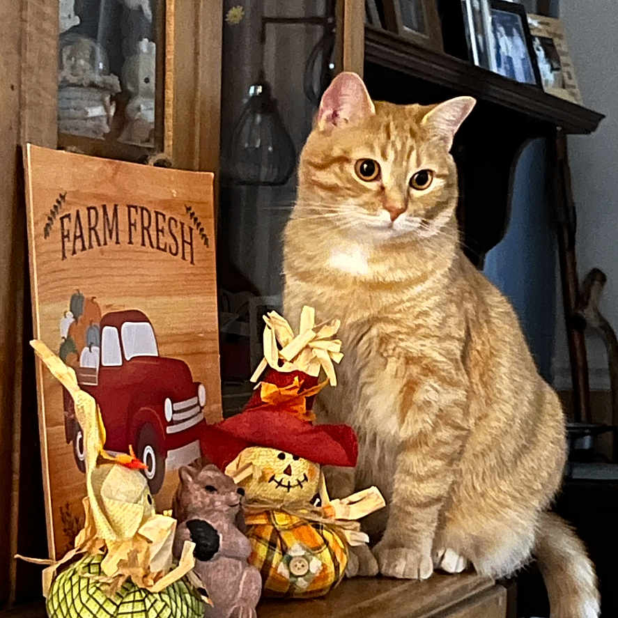 Marmalade joined the competition — help win amazing prizes! abyssinian, animal, art, banana, car, cat, collage, food, fruit, furniture, head, person, pet, photoframe, pineapple, plant, produce, transportation, vehicle, wood
