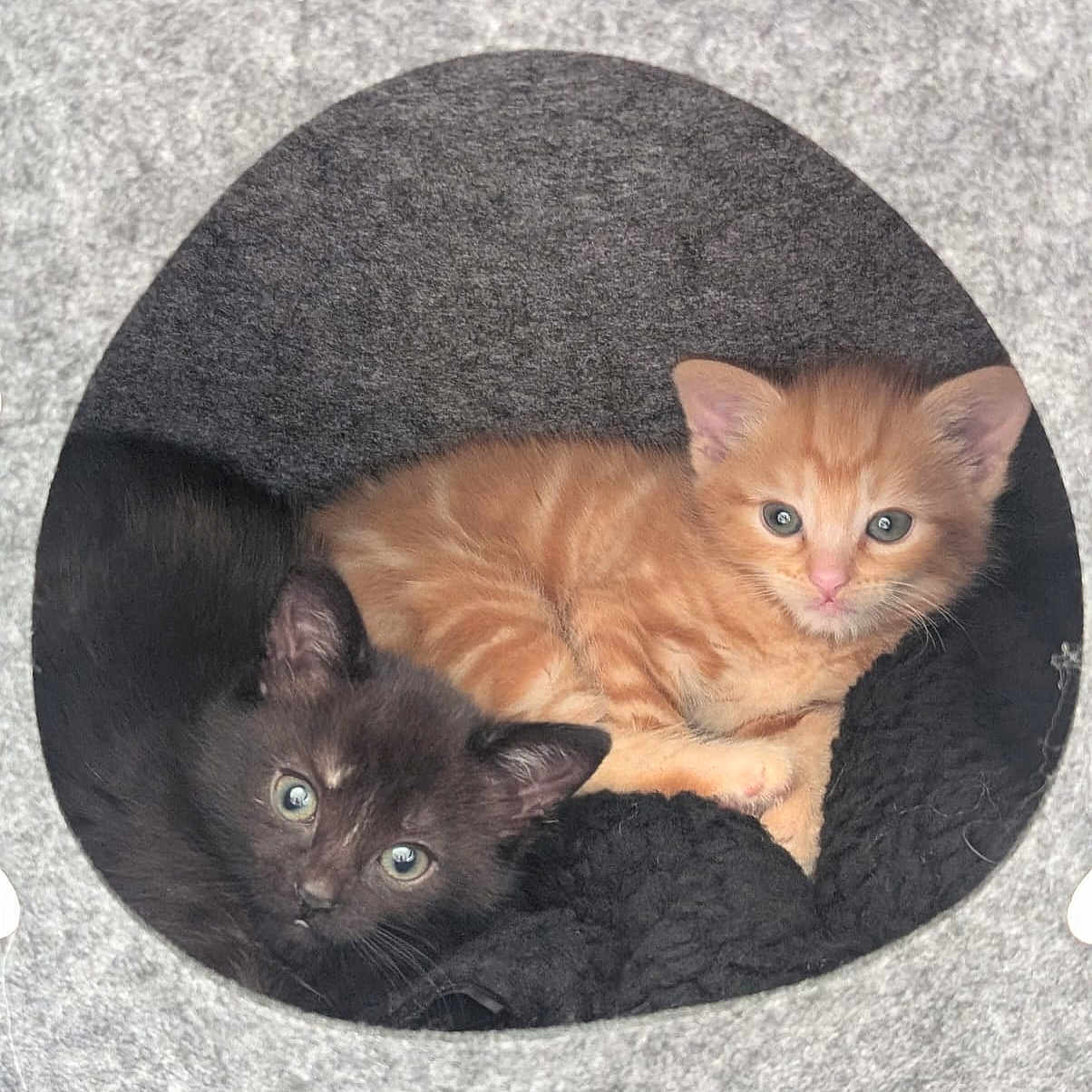 Garfield And Rocky is registered to the contest to win money with this photo: animal, black_cat, cat, cave, cozy, cute, ears, eyes, feline, fur, gray, indoor, kitten, orange_cat, pet, resting, snuggling, soft, whiskers, young