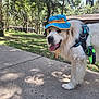 Charlie Bear is registered to the contest to win money with this photo: dog, white_dog, hat, blue_hat, orange_hat, harness, leash, sidewalk, park, trees, grass, sunny, outdoor, pet, canine, happy, tongue_out, shaded, nature, daytime